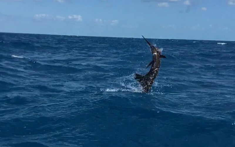Blackfin Tuna Fishing in the Florida Keys, tuna fishing - u-turn.de