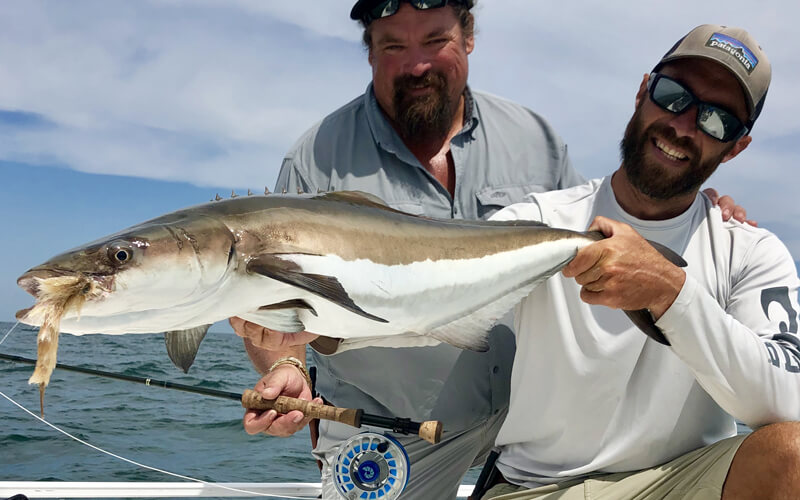 An image of a Cobia caught on fly rod setup aboard a Tidewater Charter.
