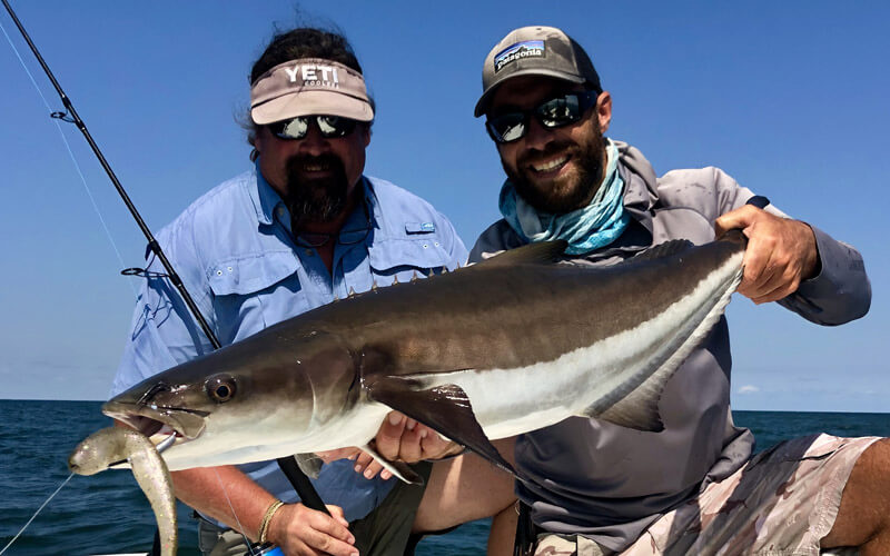 An image of a good-sized cobia caught on-board a tidewater charter.