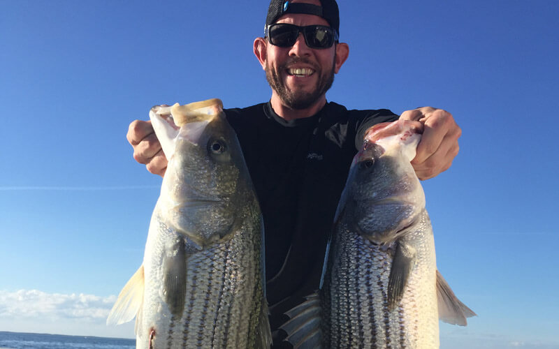 An image of an angler with two striped bass on a Chesapeake Bay Fishing Charters with Tidewater Charters.