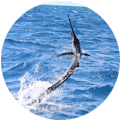 An image of a sailfish jumping.