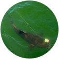 An image of a redfish swimming near the surface.