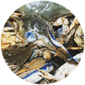 An image of chesapeake bay crabs on a tidewater fishing charter