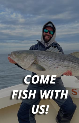 An image of a big striper caught on a Tidewater Charters Chesapeake Bay fishing charter. Come fish with us!